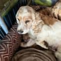 Photo of Sandy