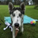 Photo of Amka