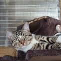 Photo of Lancelot 