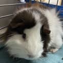 Photo of Leonard