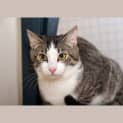 Photo of Neal **2nd Chance Cat Rescue**