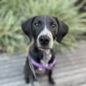 Photo of Fenton