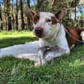 Photo of Scout
