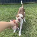 Photo of Scout