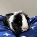Photo of Raj