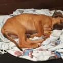 Photo of Savannah