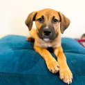Photo of Savannah