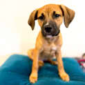 Photo of Savannah
