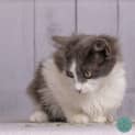 Photo of Quinn**2nd Chance Cat Rescue**
