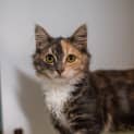 Photo of Amalthea