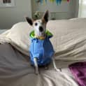 Photo of Bella