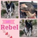 Photo of Rebel