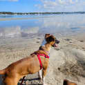Photo of Scout 2 Year Old Jack Russell X