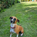 Photo of Scout 2 Year Old Jack Russell X