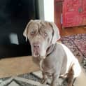 Photo of Polly 3 Year Old Neo Mastiff (Hold)
