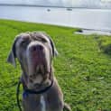 Photo of Polly 3 Year Old Neo Mastiff (Hold)