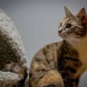 Photo of Angel