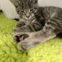 Photo of Smokey