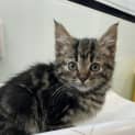 Photo of Blossom