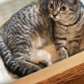 Photo of Lindy