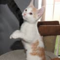 Photo of Ginny Weasley