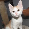 Photo of Ginny Weasley