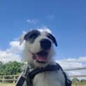Photo of Murphy
