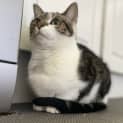 Photo of Bluey