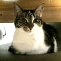Photo of Bluey