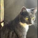 Photo of Tinsel