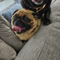 Photo of Mash (And Potato)