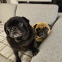 Photo of Potato (And Mash)