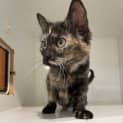 Photo of Daphne