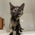 Photo of Daphne