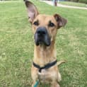 Photo of Scooby