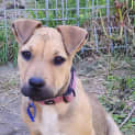 Photo of Macey 14 Week Old Mixed Breed (Trial)