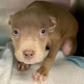 Photo of Cadbury