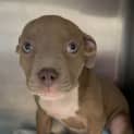 Photo of Cadbury