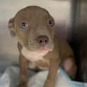 Photo of Cadbury