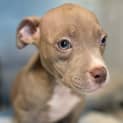 Photo of Rollo