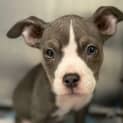 Photo of Bueno