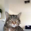 Photo of Misty