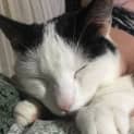 Photo of Shadow