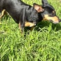 Photo of Daisy 
