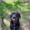 Photo of Am01 Arlo