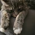 Photo of Muffin