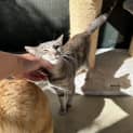 Photo of Whisp