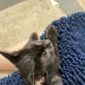 Photo of Jiji