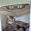 Photo of Ash