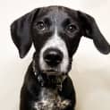 Photo of Fenton